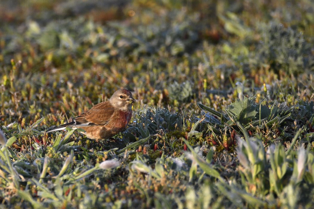 Linotte Mélodieuse